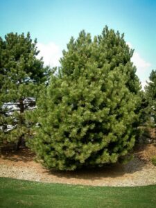 Сосна Чёрная (Pinus Nigra) купить по цене от 270.00р. в интернет-магазине «Посадика» с доставкой почтой в в Бахчисарайе и по всей России – [изображение №1].