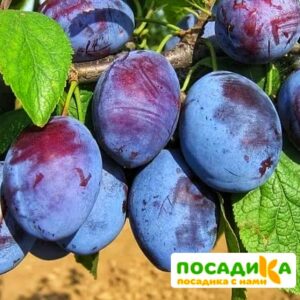 Слива Чачакская ранняя купить по цене от 229.00р. в интернет-магазине «Посадика» с доставкой почтой в в Бахчисарайе и по всей России – [изображение №1].