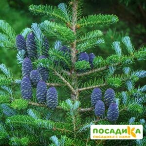 Пихта корейская (Abies koreana) купить по цене от 450.00р. в интернет-магазине «Посадика» с доставкой почтой в в Бахчисарайе и по всей России – [изображение №1].