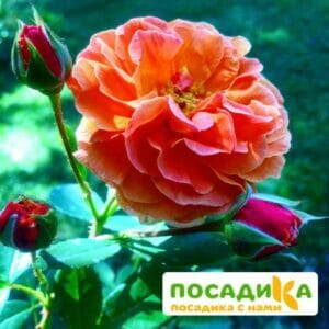 Роза Арабия купить по цене от 350.00р. в интернет-магазине «Посадика» с доставкой почтой в в Бахчисарайе и по всей России – [изображение №1].