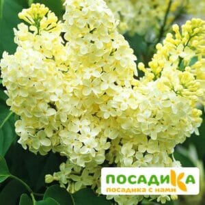 Сирень Примроуз (Primrose) купить по цене от 529.00р. в интернет-магазине «Посадика» с доставкой почтой в в Бахчисарайе и по всей России – [изображение №1].