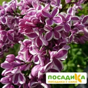 Сирень Сенсация купить по цене от 529.00р. в интернет-магазине «Посадика» с доставкой почтой в в Бахчисарайе и по всей России – [изображение №1].