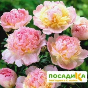 Пион Распберри Сандей (Paeonia Raspberry Sundae) купить по цене от 959р. в интернет-магазине «Посадика» с доставкой почтой в в Бахчисарайе и по всей России – [изображение №1].