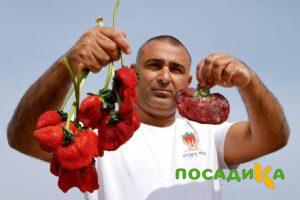 Клубника Гигант Джорнея купить по цене от 266р. в интернет-магазине «Посадика» с доставкой почтой в в Бахчисарайе и по всей России – [изображение №1].