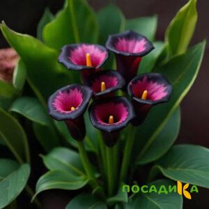 Калла Аура Лейс купить по цене от 400р. в интернет-магазине «Посадика» с доставкой почтой в в Бахчисарайе и по всей России – [изображение №1].