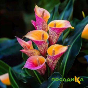 Калла Оникс купить по цене от 450р. в интернет-магазине «Посадика» с доставкой почтой в в Бахчисарайе и по всей России – [изображение №1].