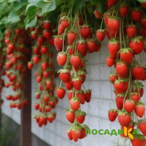 Клубника вьющаяся Комплимент купить по цене от 470р. в интернет-магазине «Посадика» с доставкой почтой в в Бахчисарайе и по всей России – [изображение №1].