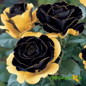 Роза Ханни Сикл купить по цене от 700р. в интернет-магазине «Посадика» с доставкой почтой в в Бахчисарайе и по всей России – [изображение №1].