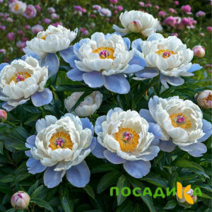 Пион акварельный Этюд купить по цене от 806р. в интернет-магазине «Посадика» с доставкой почтой в в Бахчисарайе и по всей России – [изображение №1].