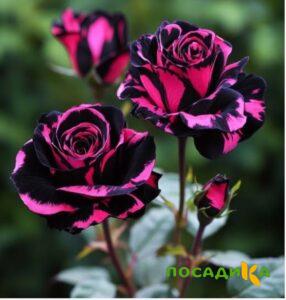 Роза Багровый Шепот купить по цене от 366р. в интернет-магазине «Посадика» с доставкой почтой в в Бахчисарайе и по всей России – [изображение №1].