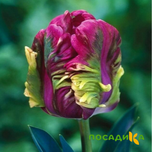 Тюльпан Экзотик Хэвен купить по цене от 186р. в интернет-магазине «Посадика» с доставкой почтой в в Бахчисарайе и по всей России – [изображение №1].