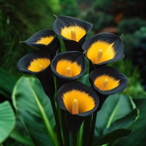 Калла Легато купить по цене от 620р. в интернет-магазине «Посадика» с доставкой почтой в в Бахчисарайе и по всей России – [изображение №1].