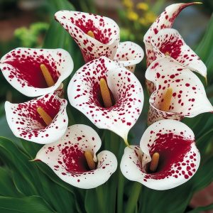 Калла Эмпайр купить по цене от 302р. в интернет-магазине «Посадика» с доставкой почтой в в Бахчисарайе и по всей России – [изображение №1].