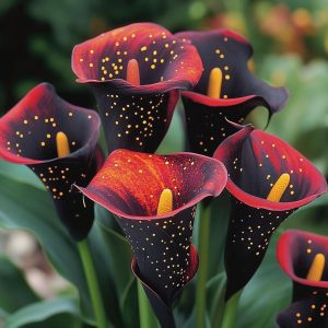 Калла Нуар купить по цене от 299р. в интернет-магазине «Посадика» с доставкой почтой в в Бахчисарайе и по всей России – [изображение №1].