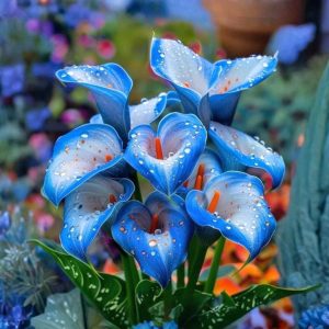 Калла Портрейт купить по цене от 292р. в интернет-магазине «Посадика» с доставкой почтой в в Бахчисарайе и по всей России – [изображение №1].