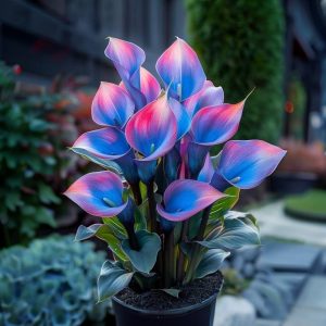 Калла Импрессия купить по цене от 590р. в интернет-магазине «Посадика» с доставкой почтой в в Бахчисарайе и по всей России – [изображение №1].