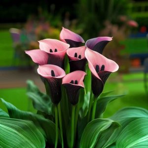 Калла Энигма купить по цене от 291р. в интернет-магазине «Посадика» с доставкой почтой в в Бахчисарайе и по всей России – [изображение №1].