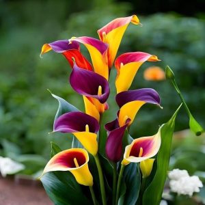 Калла Кристалл купить по цене от 450р. в интернет-магазине «Посадика» с доставкой почтой в в Бахчисарайе и по всей России – [изображение №1].