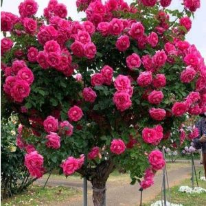 Роза Версаля купить по цене от 232р. в интернет-магазине «Посадика» с доставкой почтой в в Бахчисарайе и по всей России – [изображение №1].