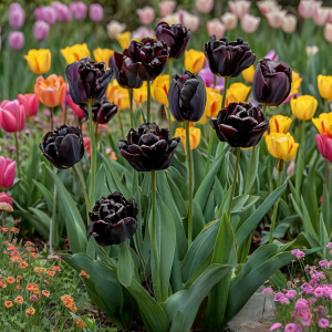 Тюльпан махровый Рейдинс Дарк купить по цене от 230р. в интернет-магазине «Посадика» с доставкой почтой в в Бахчисарайе и по всей России – [изображение №1].