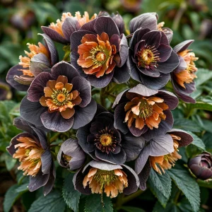 Морозник Блум Айс купить по цене от 499р. в интернет-магазине «Посадика» с доставкой почтой в в Бахчисарайе и по всей России – [изображение №1].