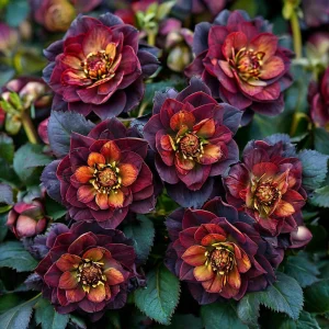 Морозник Сноу Дроп купить по цене от 348р. в интернет-магазине «Посадика» с доставкой почтой в в Бахчисарайе и по всей России – [изображение №1].