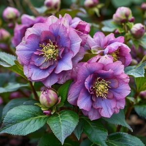 Морозник Айс Принцесс Чарм купить по цене от 650р. в интернет-магазине «Посадика» с доставкой почтой в в Бахчисарайе и по всей России – [изображение №1].