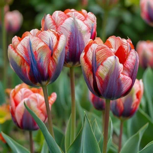 Тюльпан Эбисан Грэйс купить по цене от 217р. в интернет-магазине «Посадика» с доставкой почтой в в Бахчисарайе и по всей России – [изображение №1].