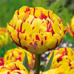 Тюльпан махровый Голден Ницц купить по цене от 361р. в интернет-магазине «Посадика» с доставкой почтой в в Бахчисарайе и по всей России – [изображение №1].